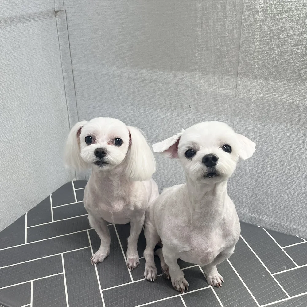 강아지 진드기 제거 비용